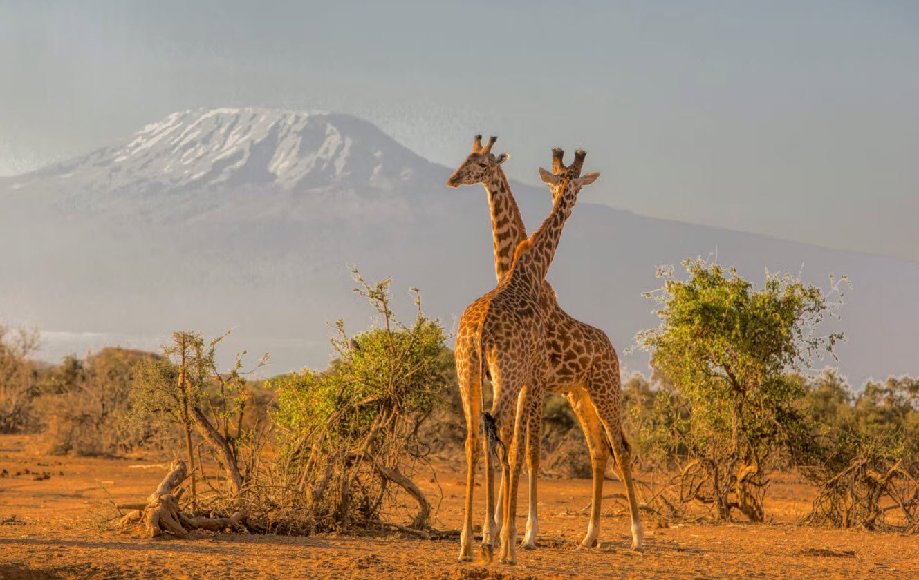 Amboseli National Park